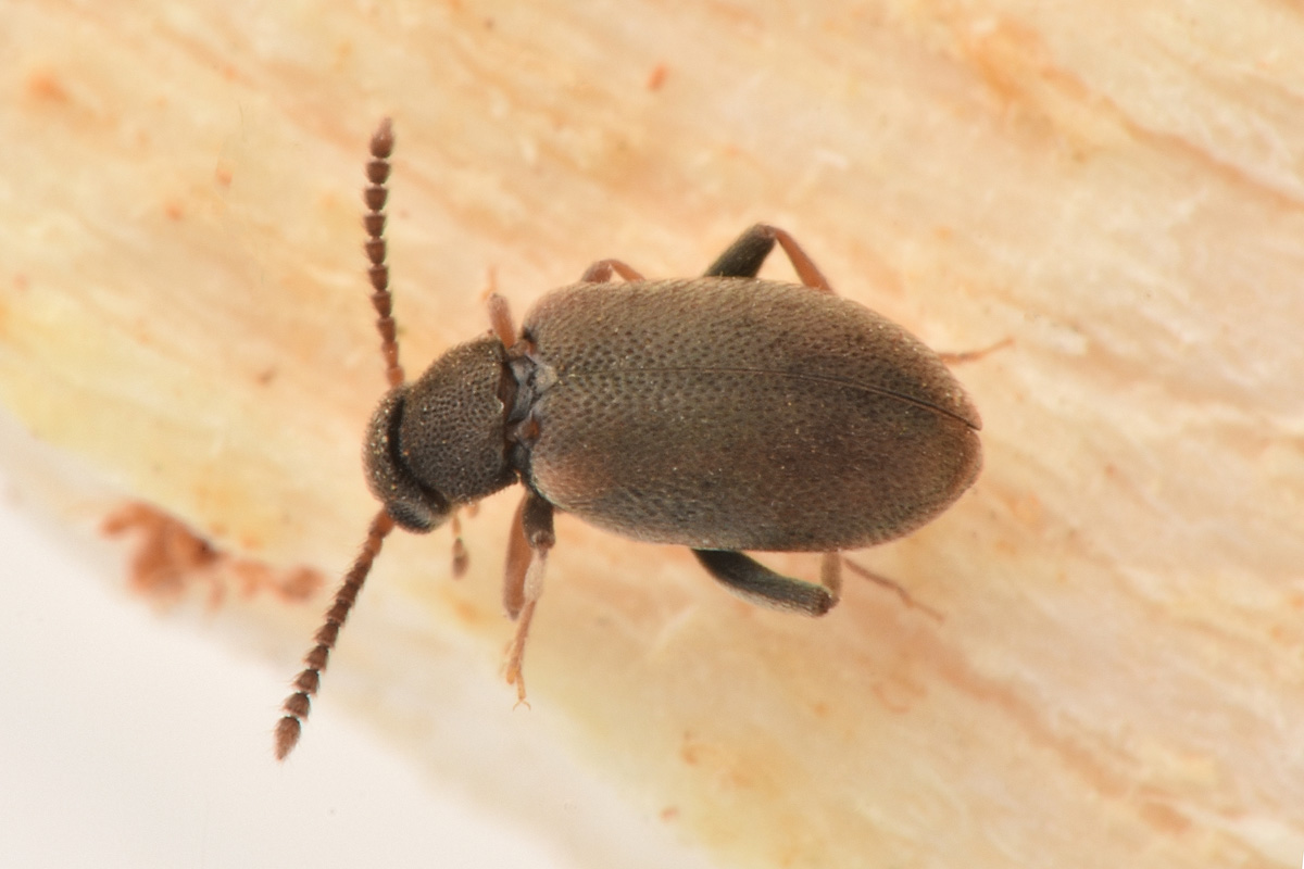 Aderidae:  Otolelus (aut Vanonus) pruinosus e Ototelus sp.